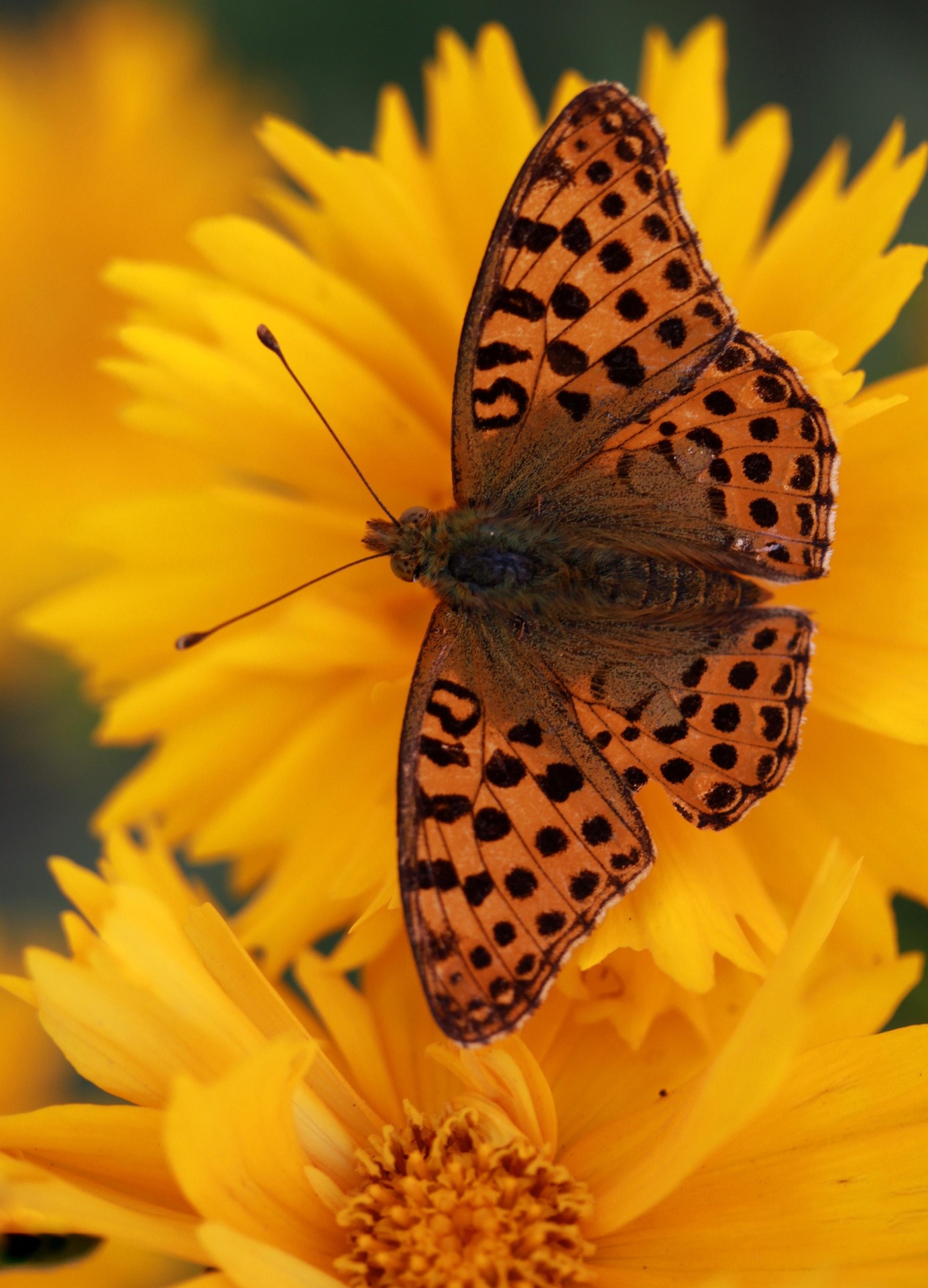 Butterfly on a yellow flower