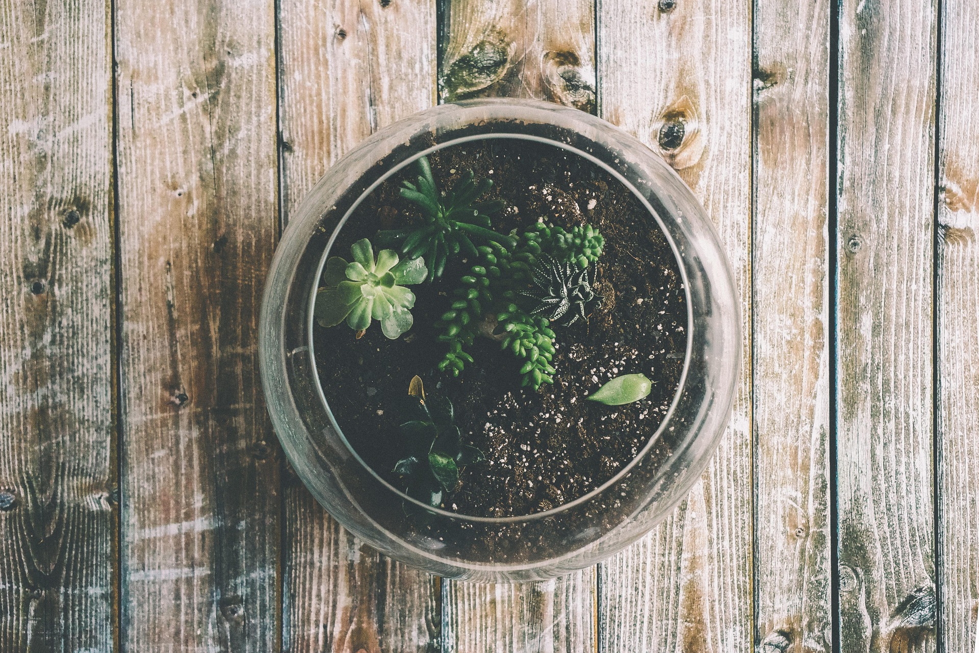 terrarium garden